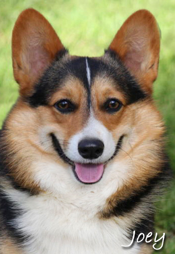 Welsh corgi breeder near hot sale me